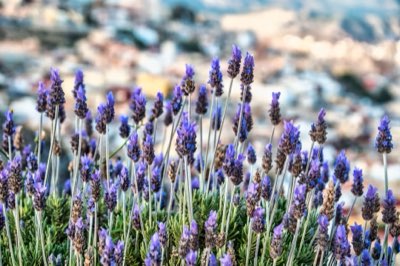 Succesvolle Lavendel: 6+ Uur Zon en Perfecte Drainage Nodig