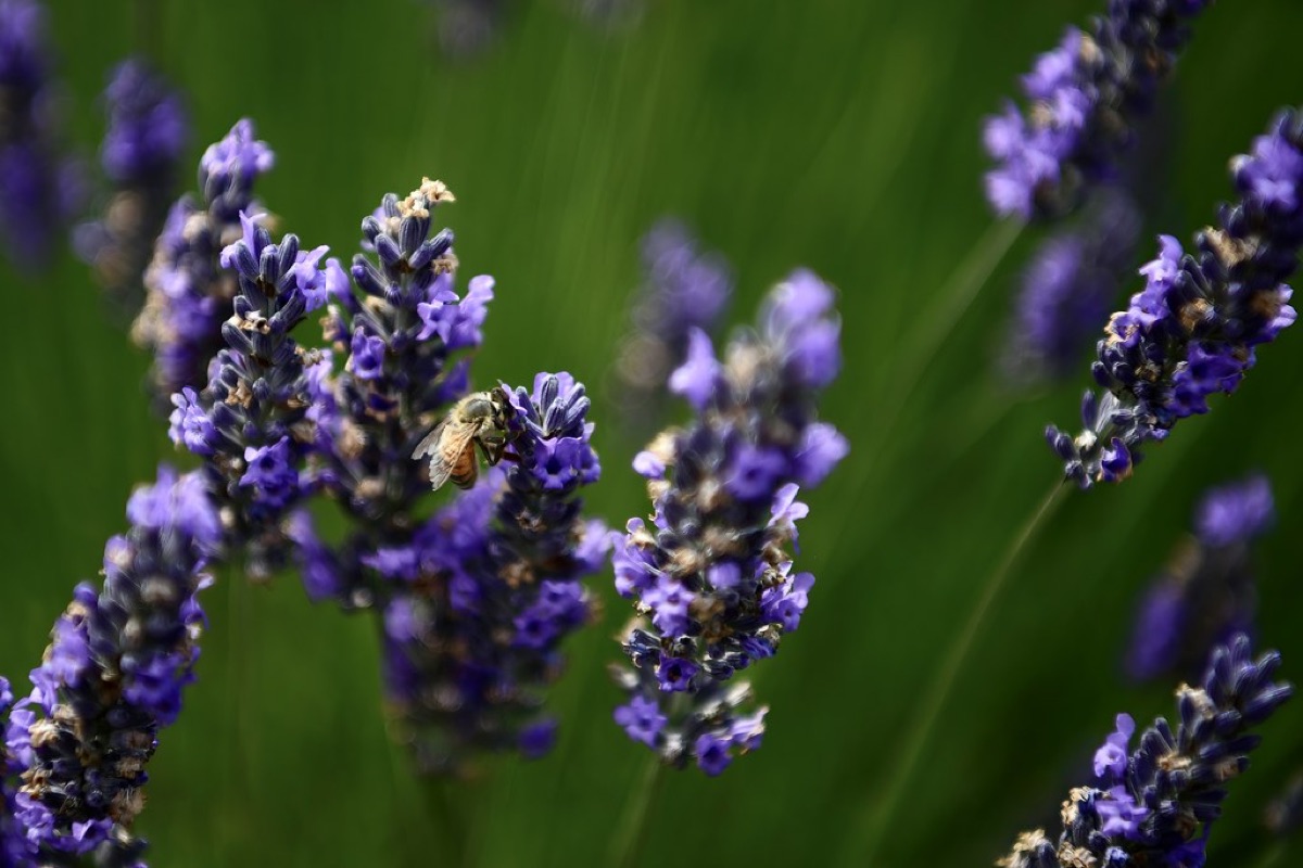 lavender in mediterranean garden