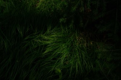 Wildblumen: 80% der Biomasse, die unser Leben trägt