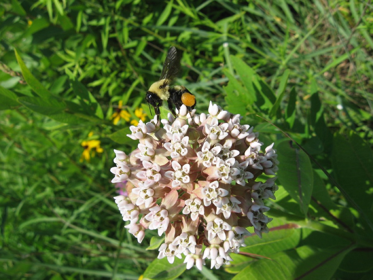 Blütenfeld mit Insekten