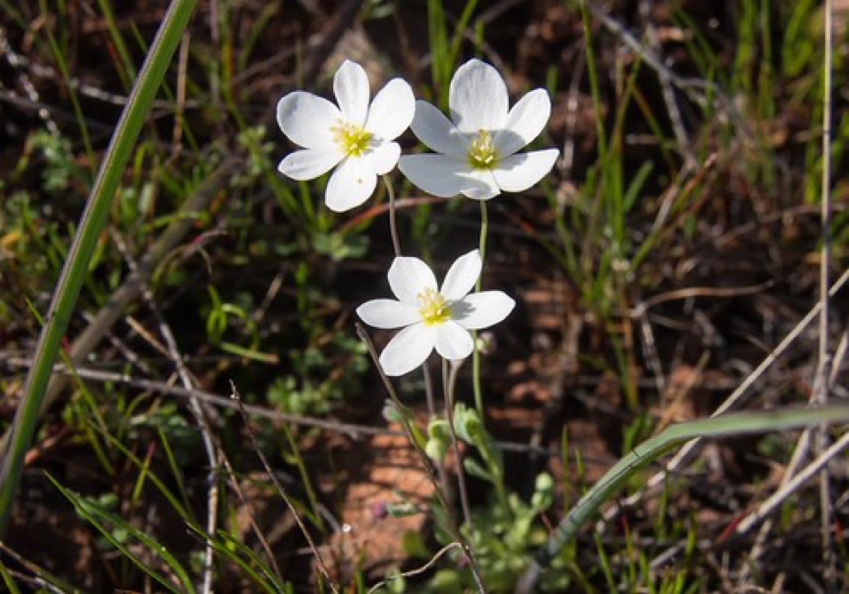 Blüten in unterschiedlichen Regionen