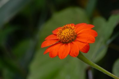 Plant Life's Power: 450 Gigatonnes of Carbon Stored by Flora