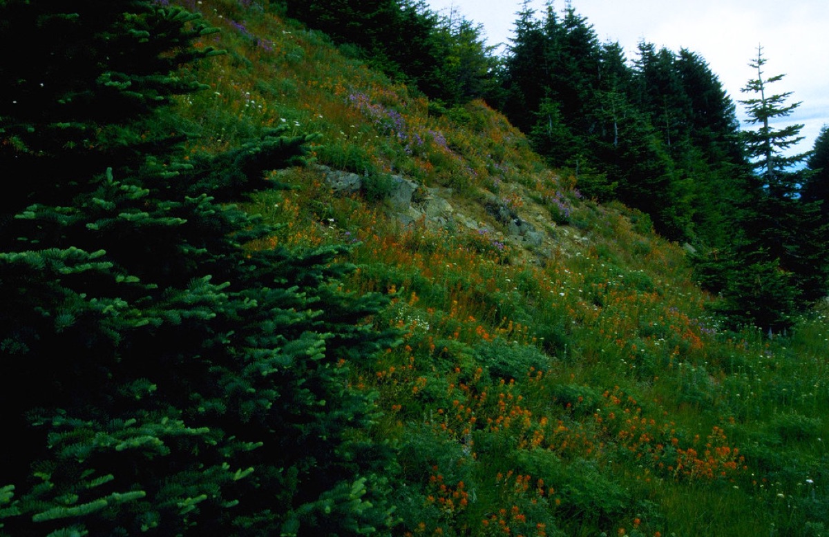 Wildflower meadow with grasses and soil