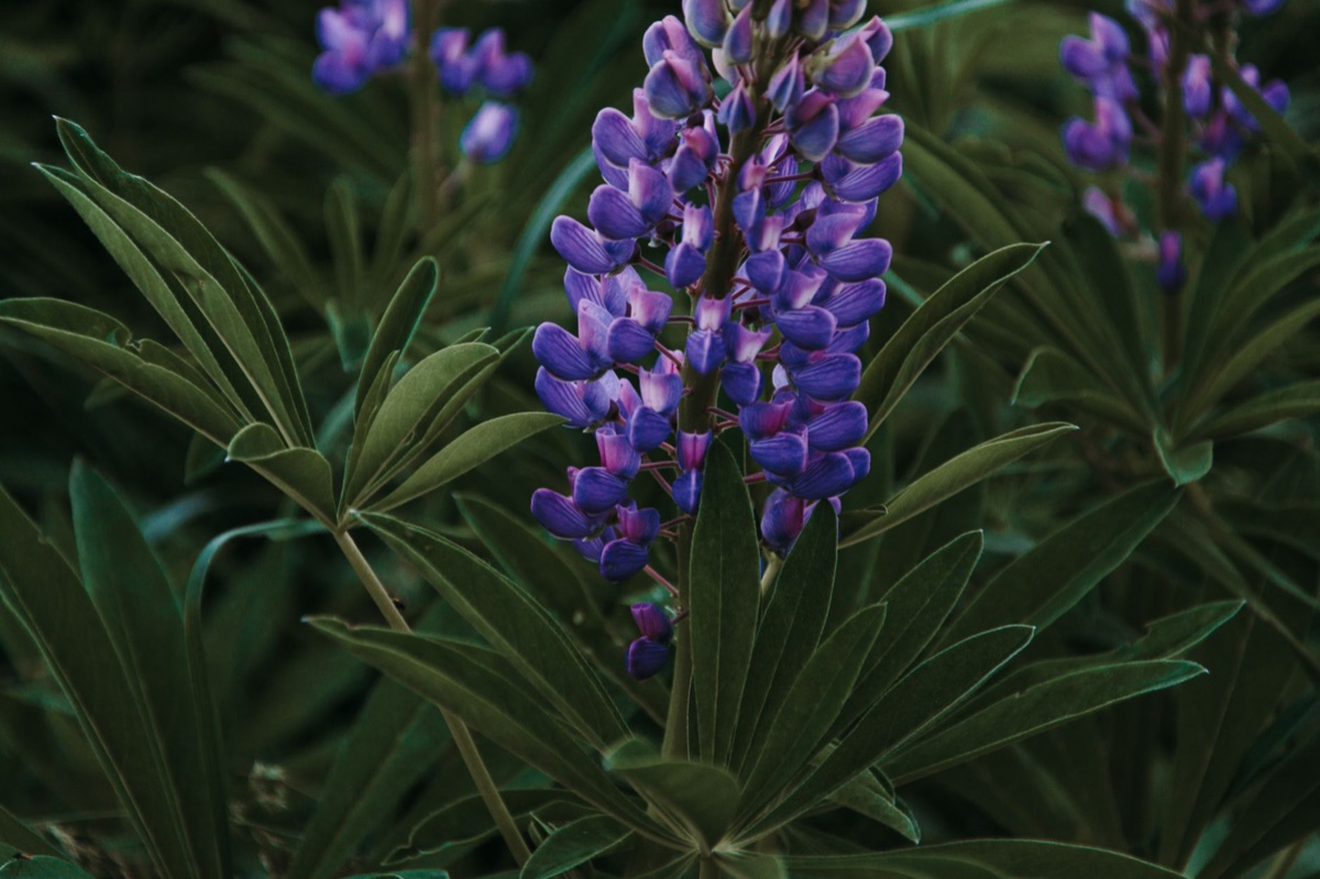 Close-up of natural wildflower petals and leaves