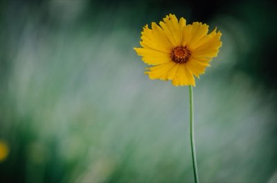 Flores silvestres: 80% de la biomasa mundial y su resistencia
