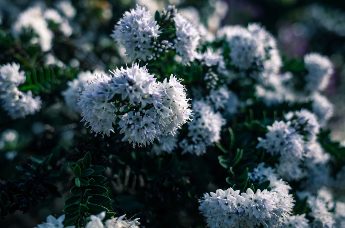 Especies florales autóctonas