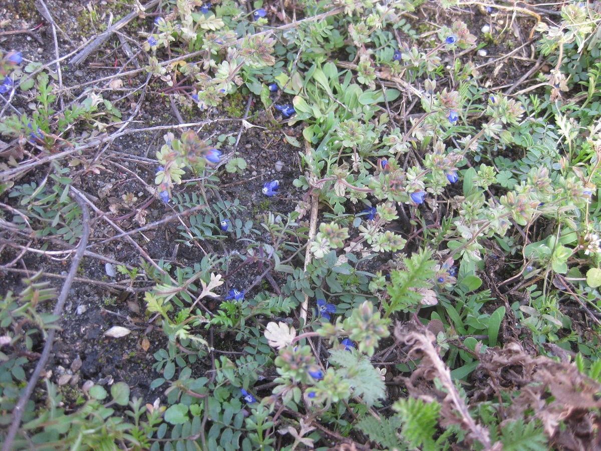 Prairie fleurie en printemps