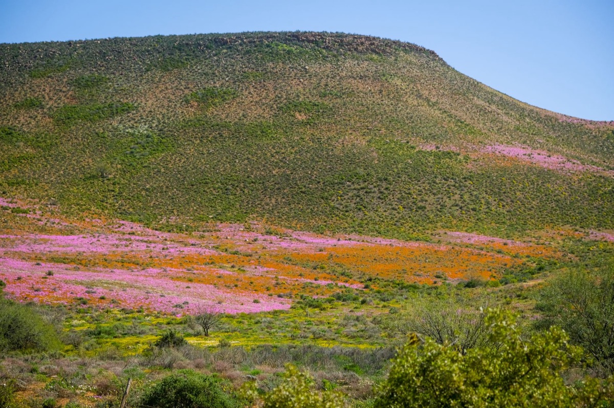 Fleurs sauvages dans différentes régions