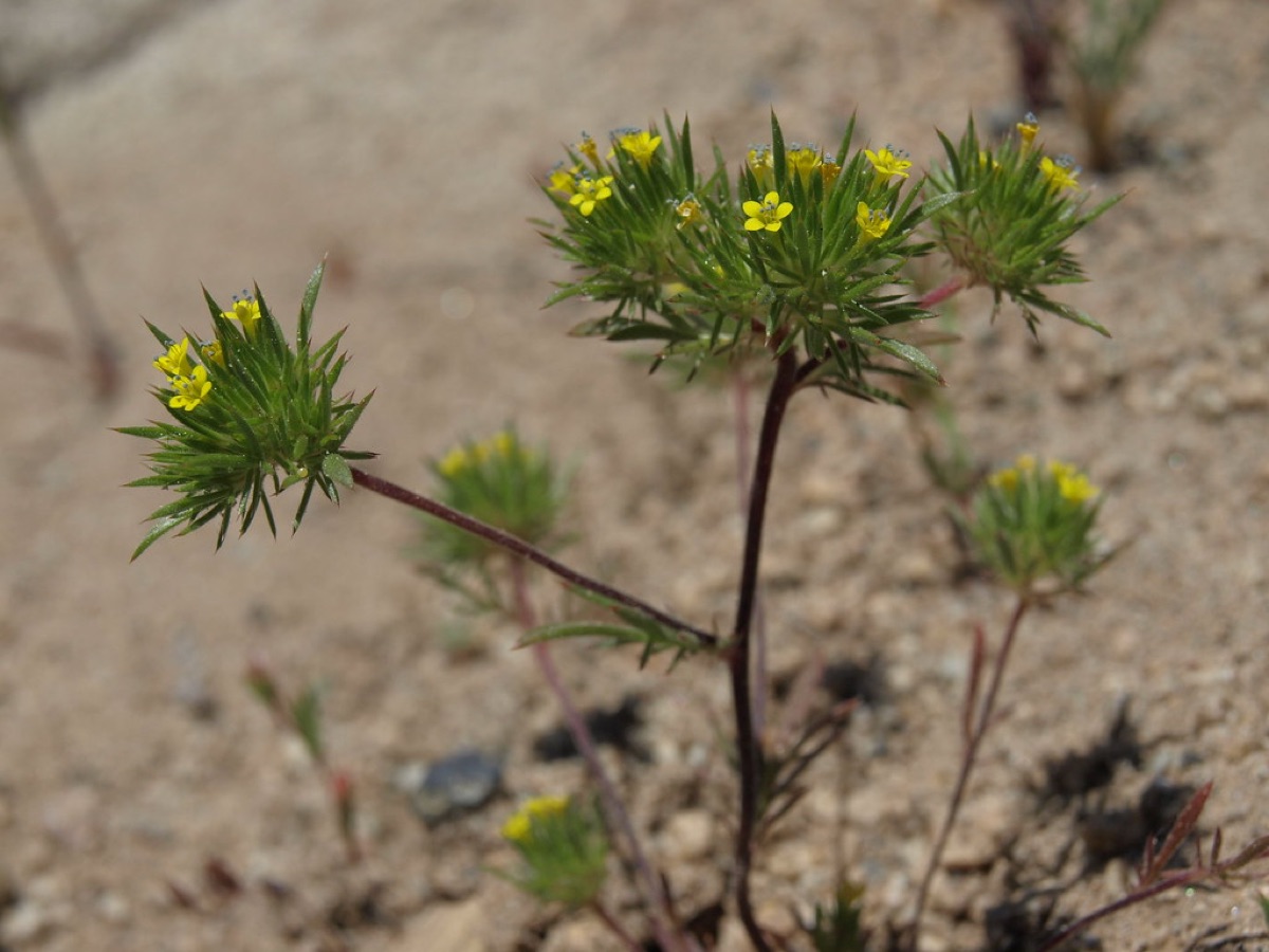 dandelien in natuur