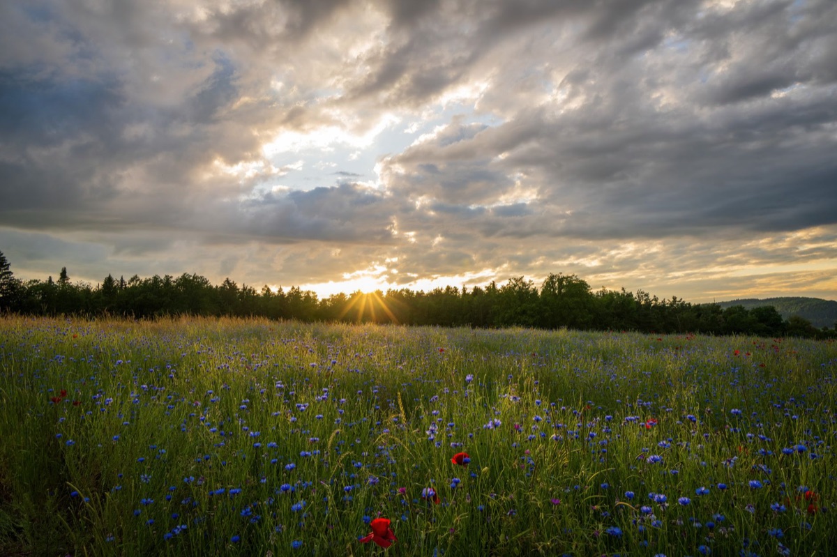 campo de flores selvagens ao amanhecer