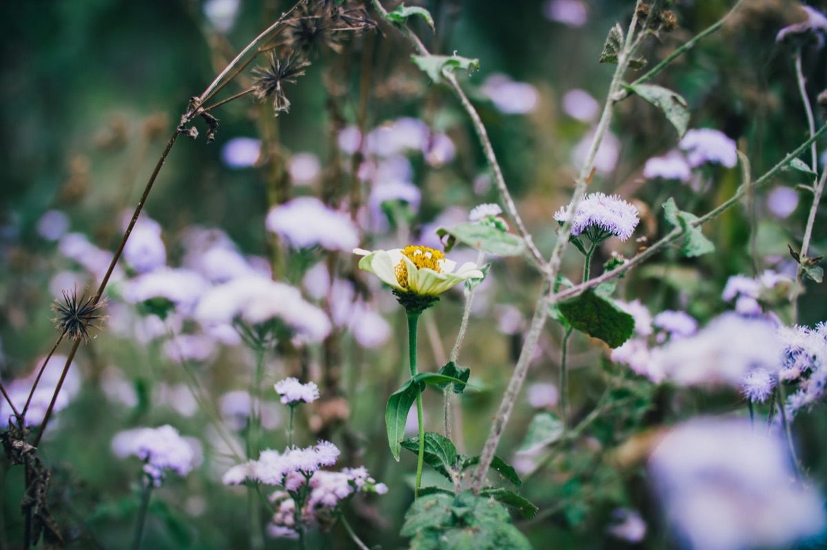 espécies de flores selvagens em diferentes regiões