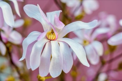 Magnolie: Kultureller Wandel von Reinheit zu visueller Macht