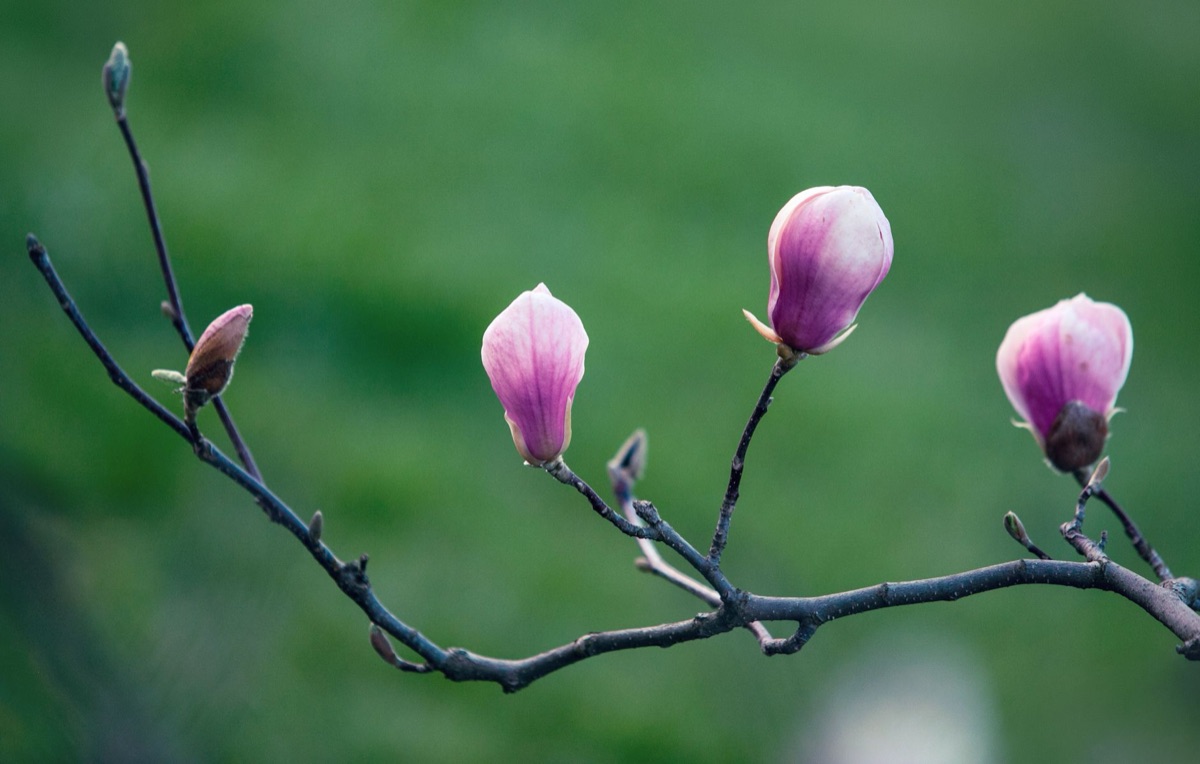 Magnolie Blüte im chinesischen Garten: Blüte in traditionellen chinesischen Gärten