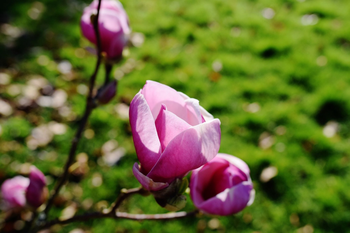 Magnolie Blüte im modernen westlichen Garten: Blüte in modernen westlichen Gärten