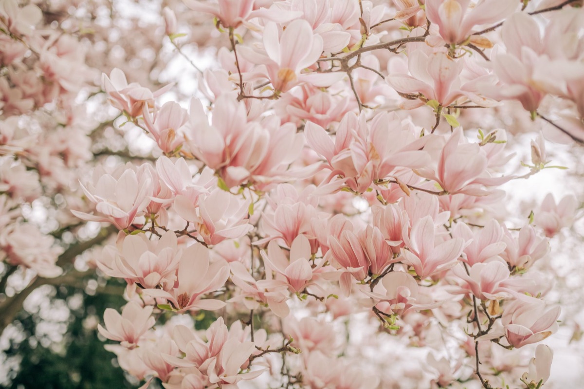 Magnolia blossom in traditional chinese garden