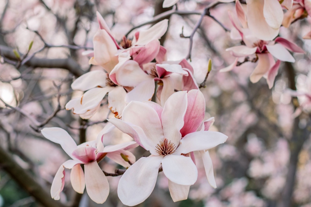 Magnolia blossom in western garden