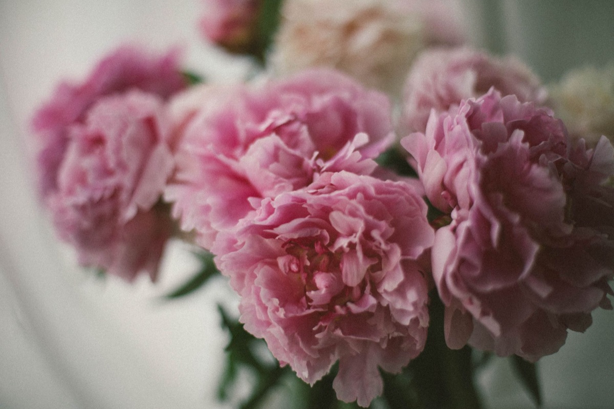 peonies in traditional chinese vase