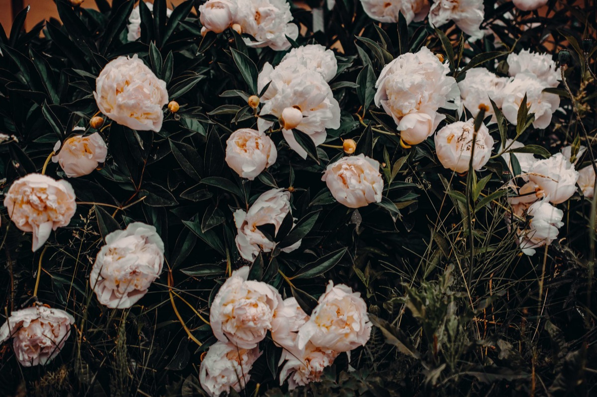 peonies in modern western garden