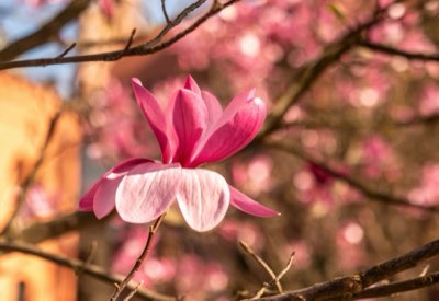 Magnolia : l'arbre au cœur du voyage, de l'Orient à l'Occident
