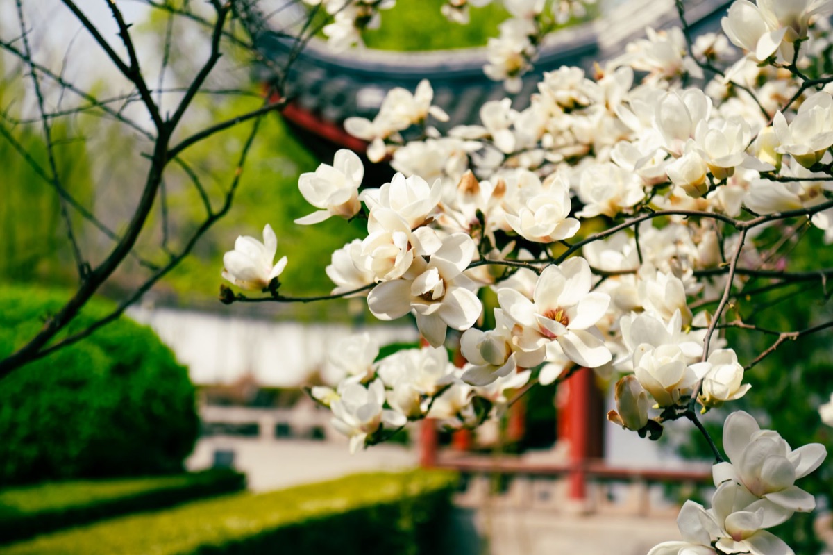 magnolia blossom in traditional Japanese garden