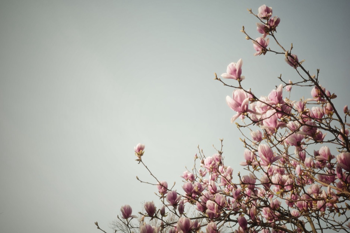 magnolia blossom in European garden