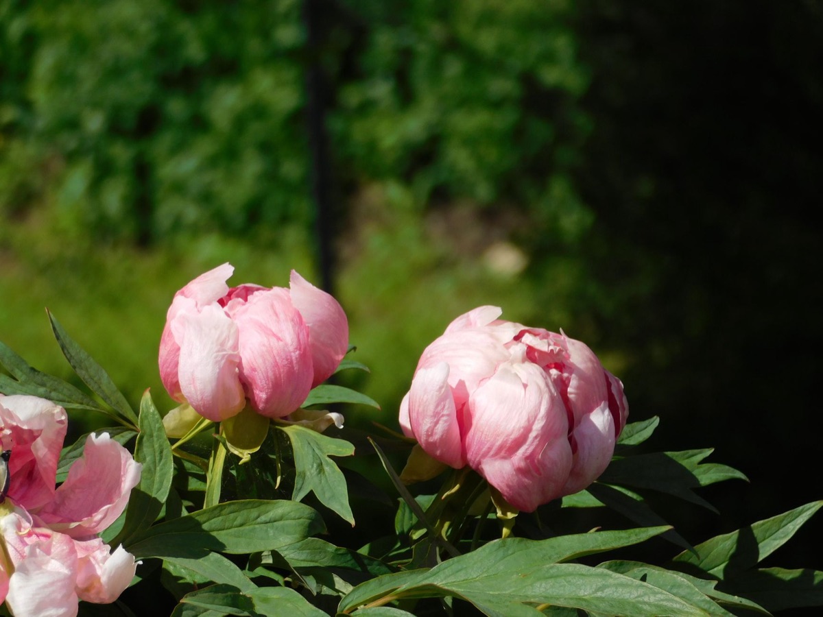 modern Western peony garden