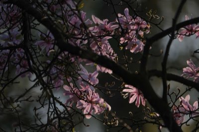Magnolia: Oost-Azië tot Westerse Tuinen, 1000 Jaar Symbool