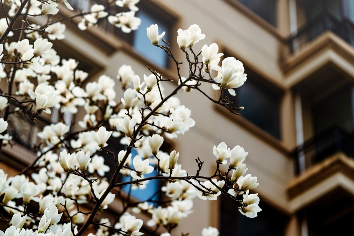 flores de magnólia em jardim chinês tradicional