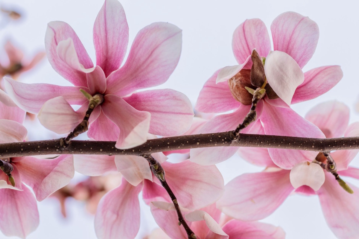 flores de magnólia em jardim ocidental moderno