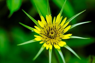 Frühsommer-Pracht: Stachys' Rolle im komplexen Waldökosystem