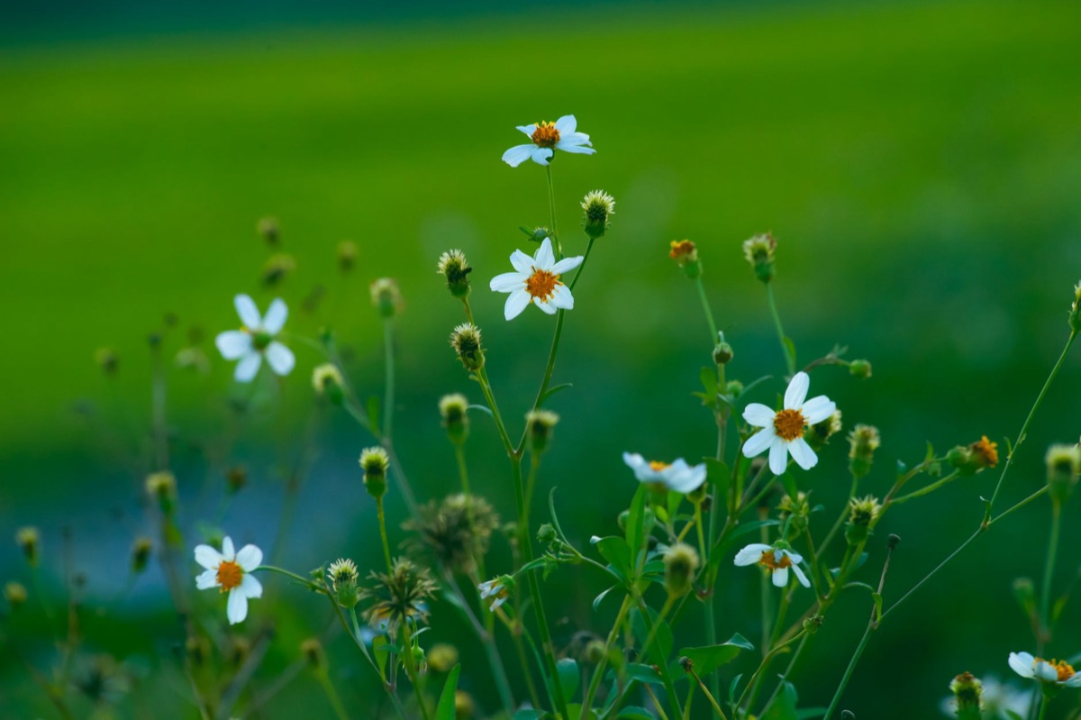 Heimatflora Südkoreas