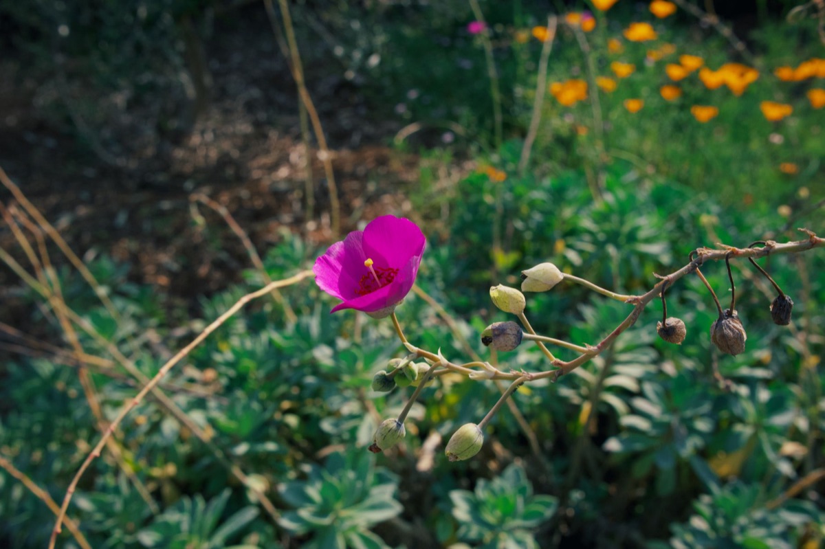 Ganadongjaksul flower in natural habitat