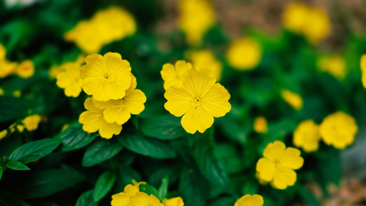 Korean rare flower conservation efforts