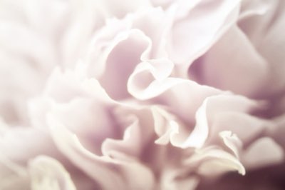 90% de vulnerabilidad: La defensa de Stachys discolor en peligro