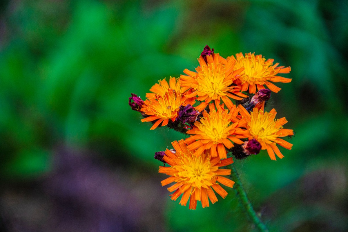 Ganadongjok flower in natural habitat