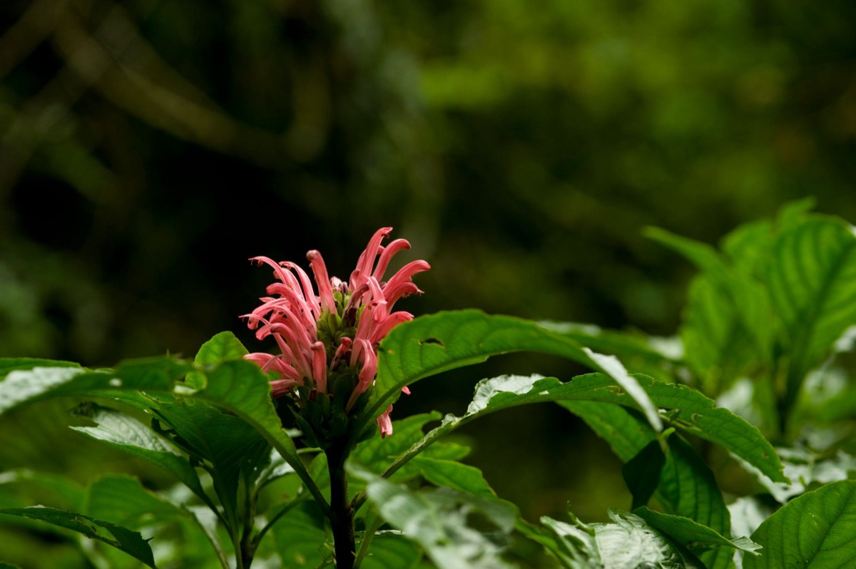 Ganadongjok flower with surrounding plants