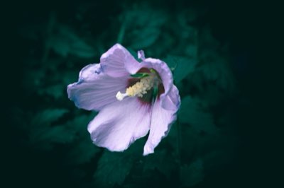 99% de dépendance : l'habitat spécifique de cette fleur rare