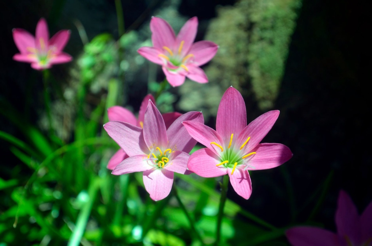 Flore 'Ganadongjok' dans son environnement naturel