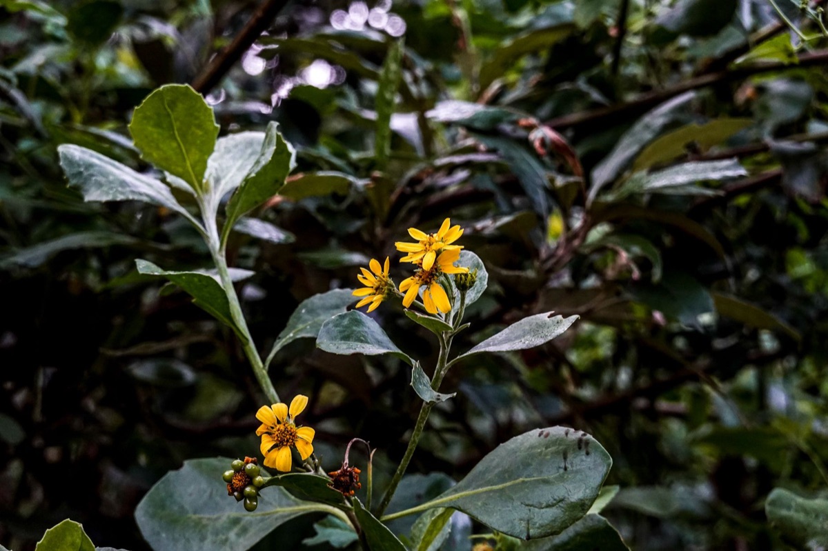 Ganadongjok flower in natural habitat, Korean rare flower, ecological role