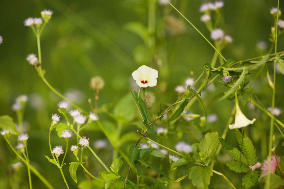 Ganadongjok flower with surrounding plants, rare flower conservation, ecological value