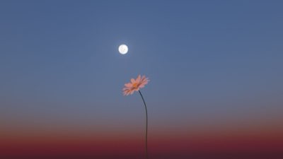 Microklimaat nodig: De specifieke niche van Stachys discolor
