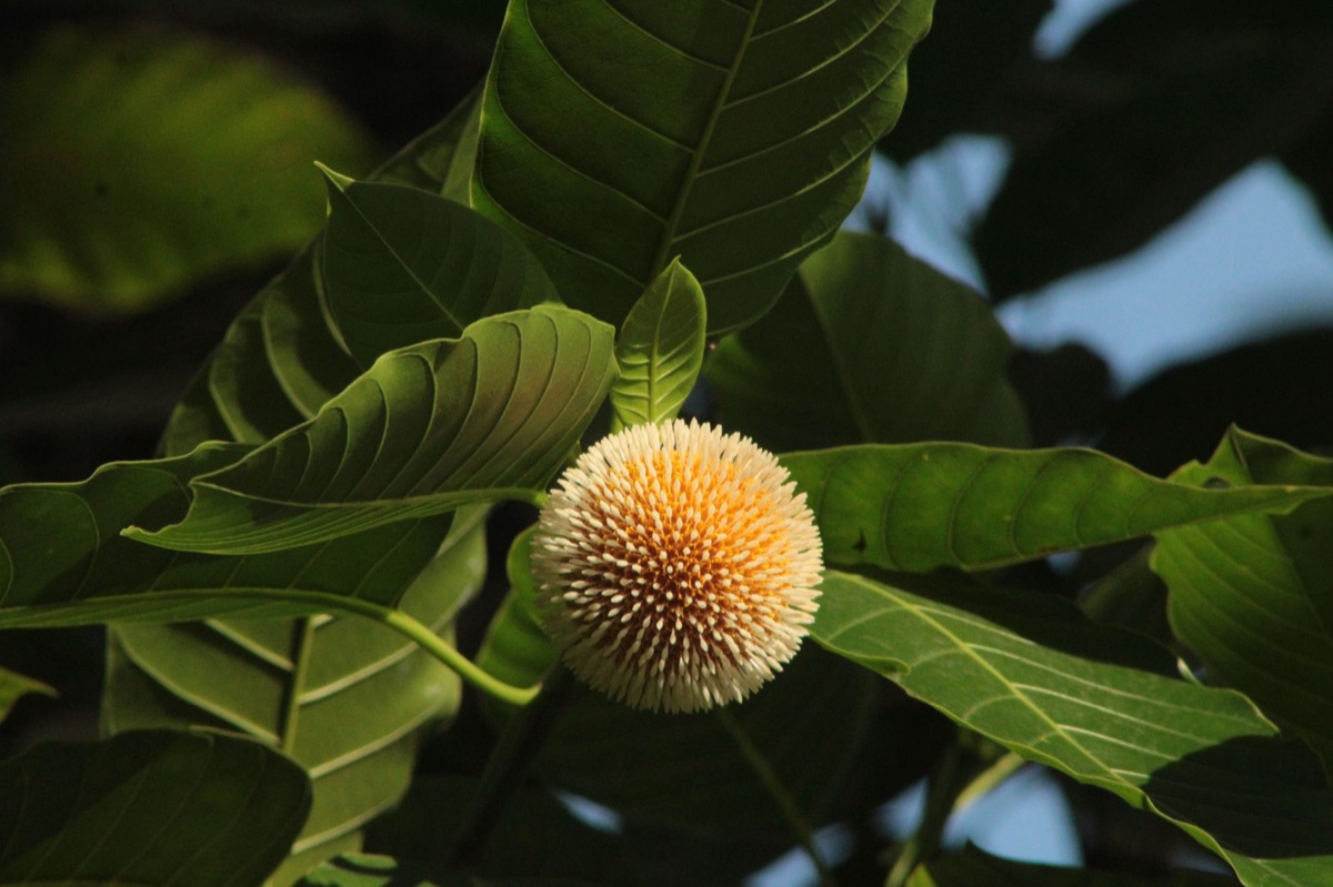 Ganadongjok flower in forest