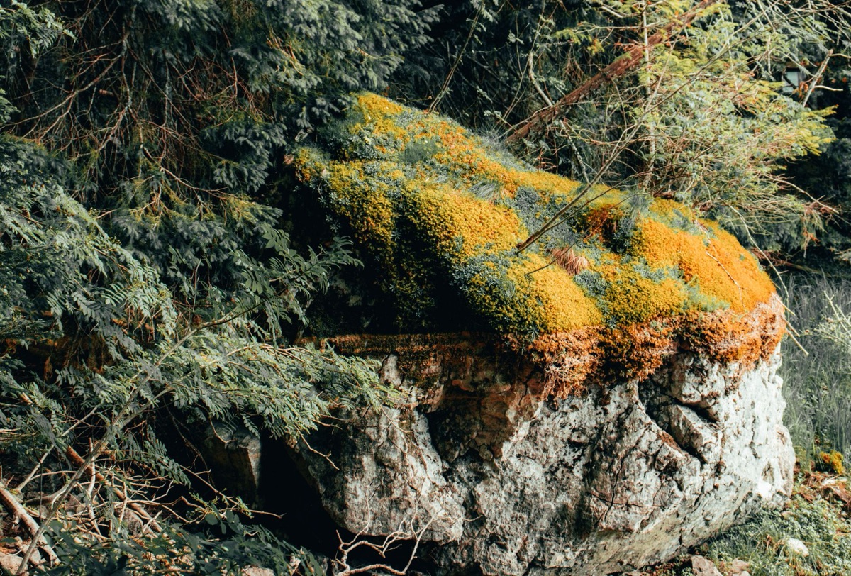 Ganadongjok habitat with moss