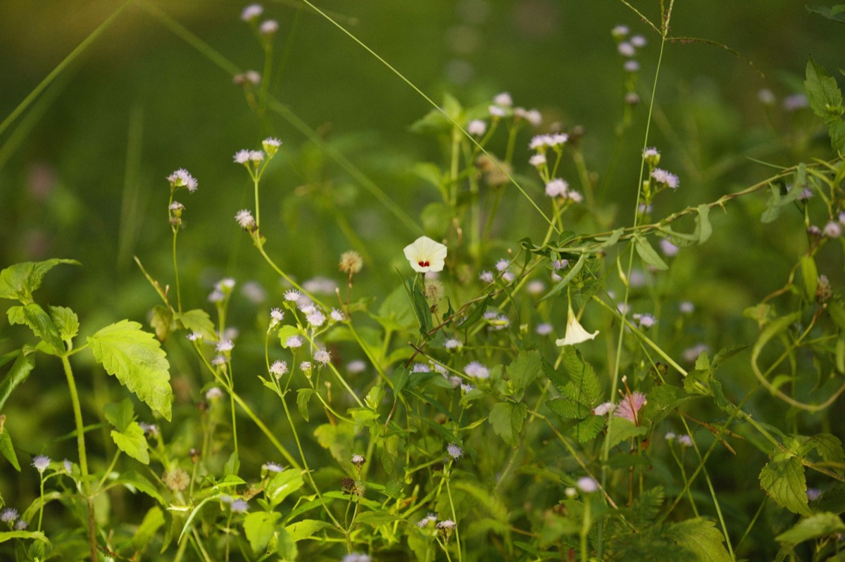 A ecologia do jasmin branco e as plantas ao redor