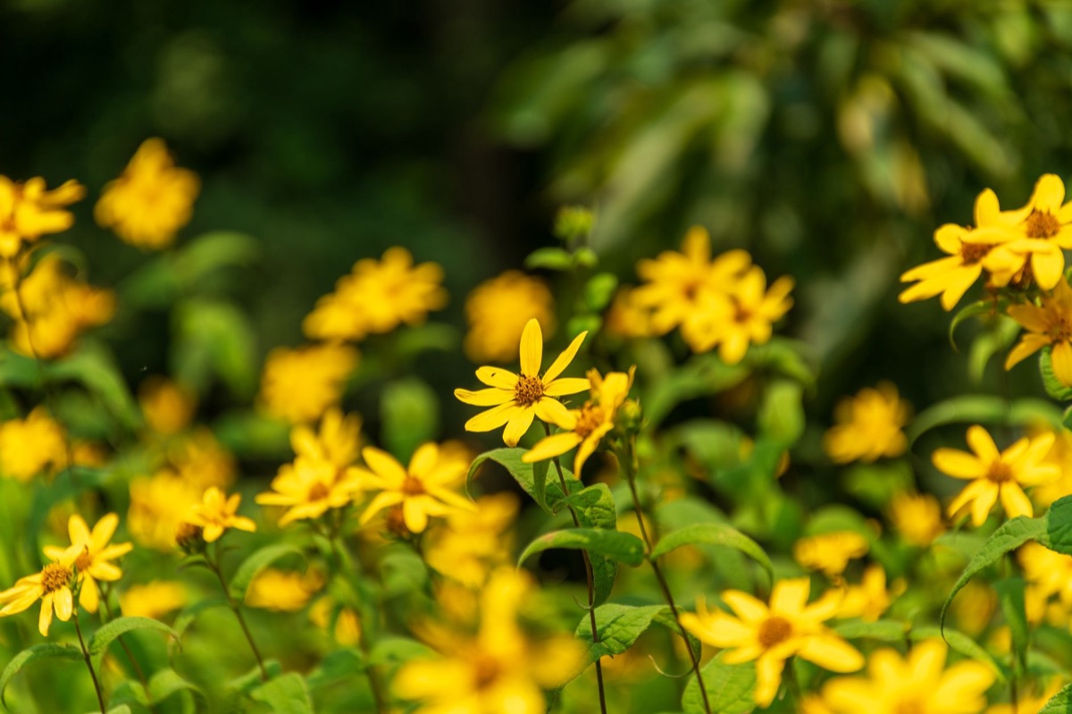 Freijie Blüte in Naturumgebung