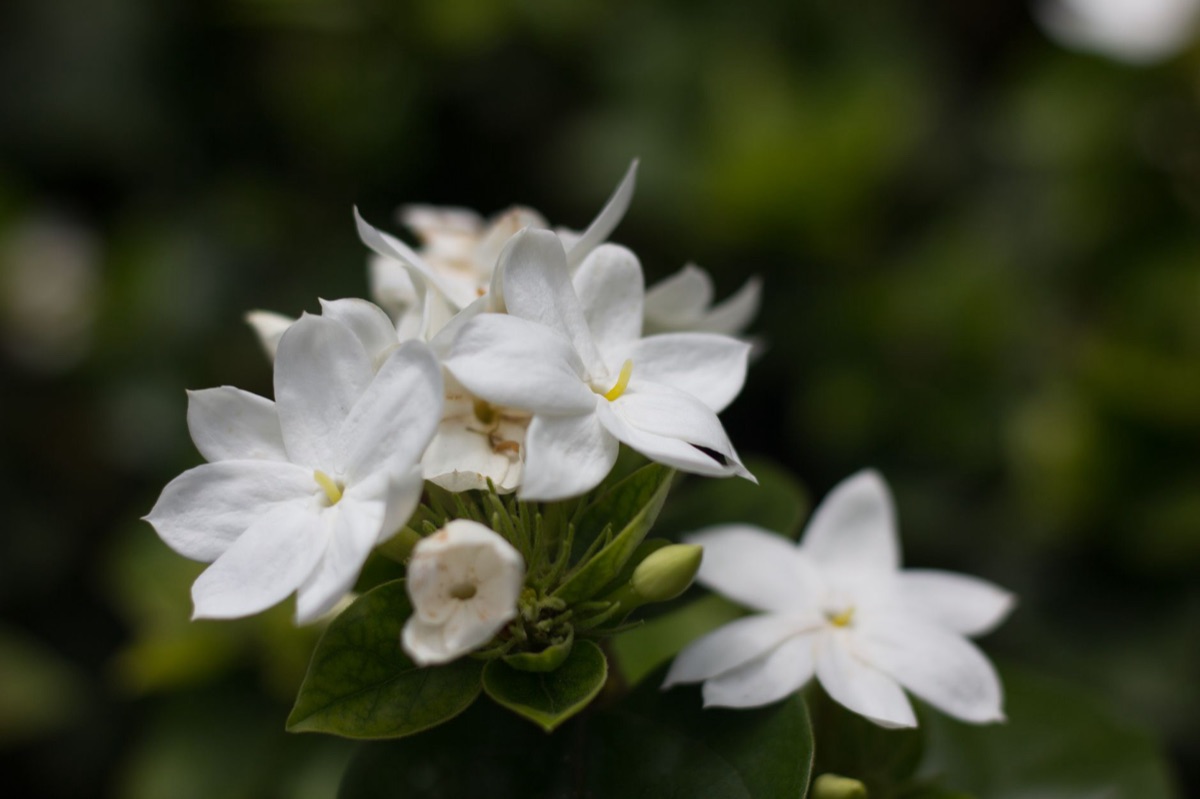 Freijie Blüte mit Duftnoten