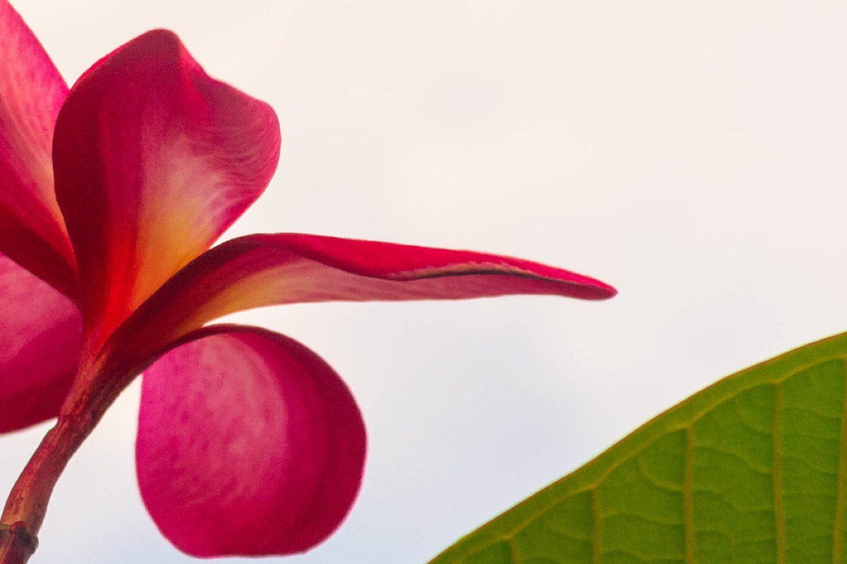 closeup of frangipani flower petals
