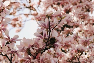 Freesia en parfumerie : 3 étapes pour une odeur mémorable