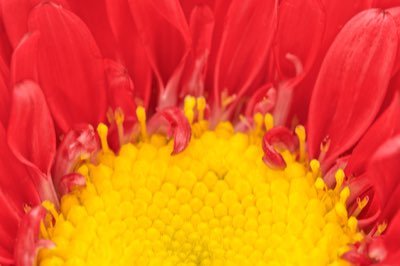 Freesia: l'eleganza olfattiva di un fiore puro e delicato