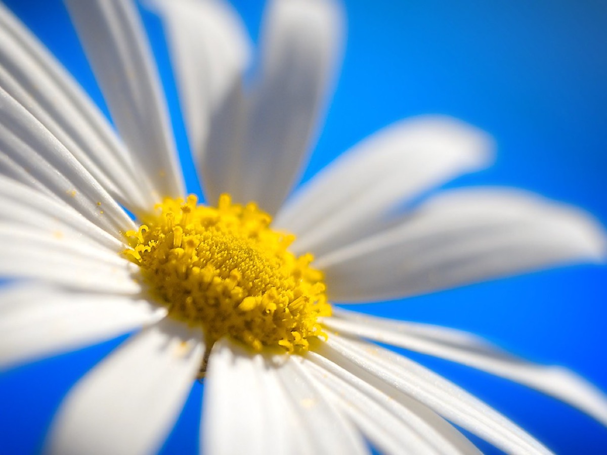 fiori bianchi con petali